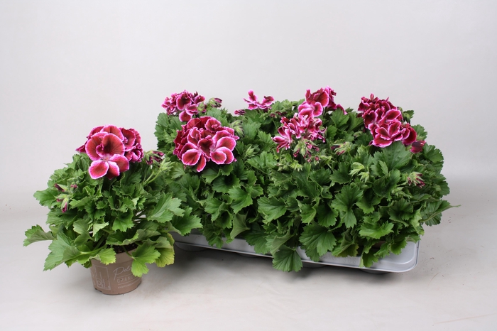 <h4>PEL GR EL JEANETTE</h4>