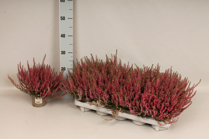 <h4>Calluna vulgaris Beauty Lady® Red</h4>