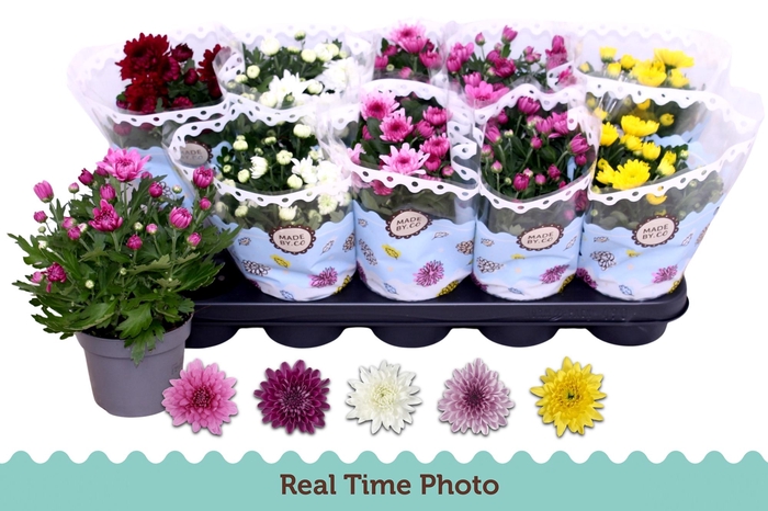 <h4>CHRYS GEVULDBL GEM</h4>