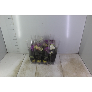 PHALAENOPSIS MINI P06 2 HT PREMIUM