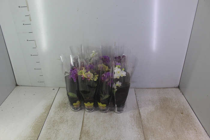 <h4>PHALAENOPSIS MINI P06 2 HT PREMIUM</h4>