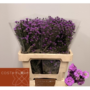 AST ASTEE MB PIN PEA