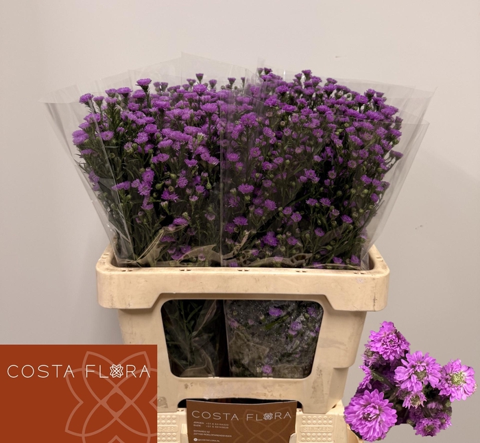 <h4>AST ASTEE MB PIN PEA</h4>