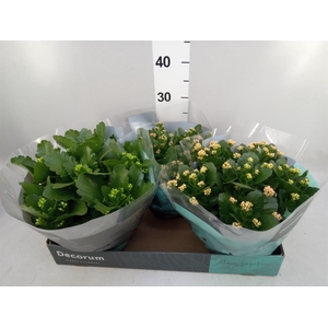 Kalanchoe blos.   ..rosebud mix  4