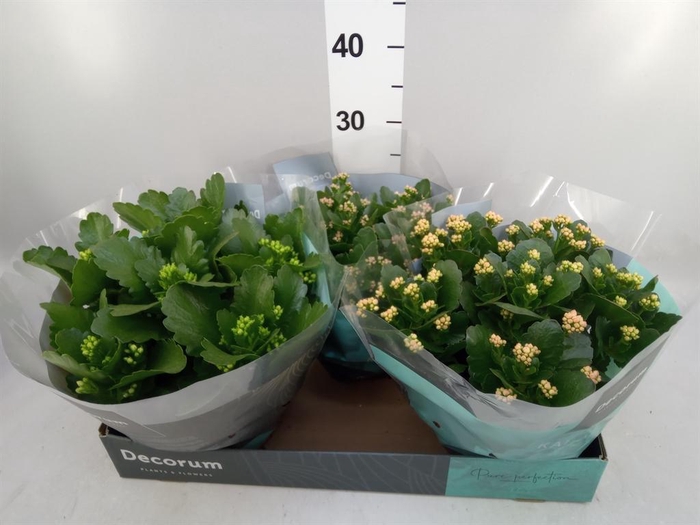 <h4>Kalanchoe blos.   ..rosebud mix  4</h4>