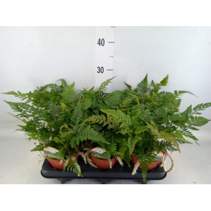 Humata griffithiana var. tyermannii