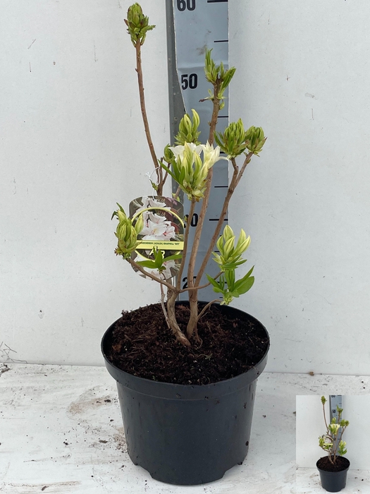 <h4>RHOD MO PERSIL</h4>