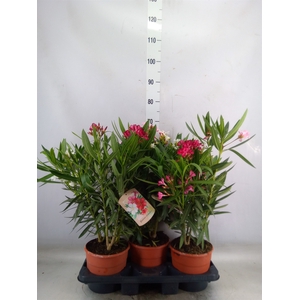Nerium oleander   ...