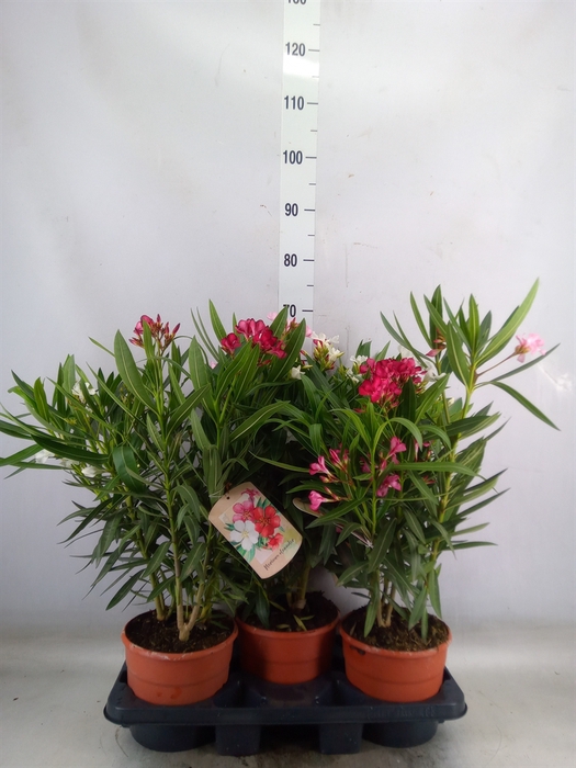 <h4>Nerium oleander   ...</h4>