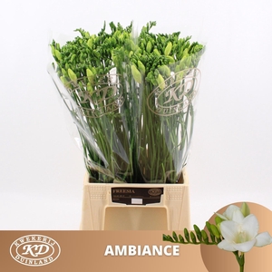 Freesia enk Ambiance