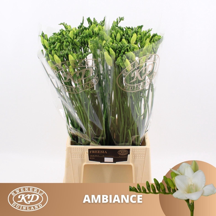 <h4>Freesia enk Ambiance</h4>