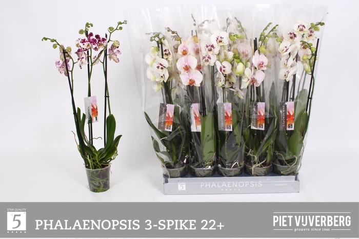 <h4>PHAL OV WIT</h4>