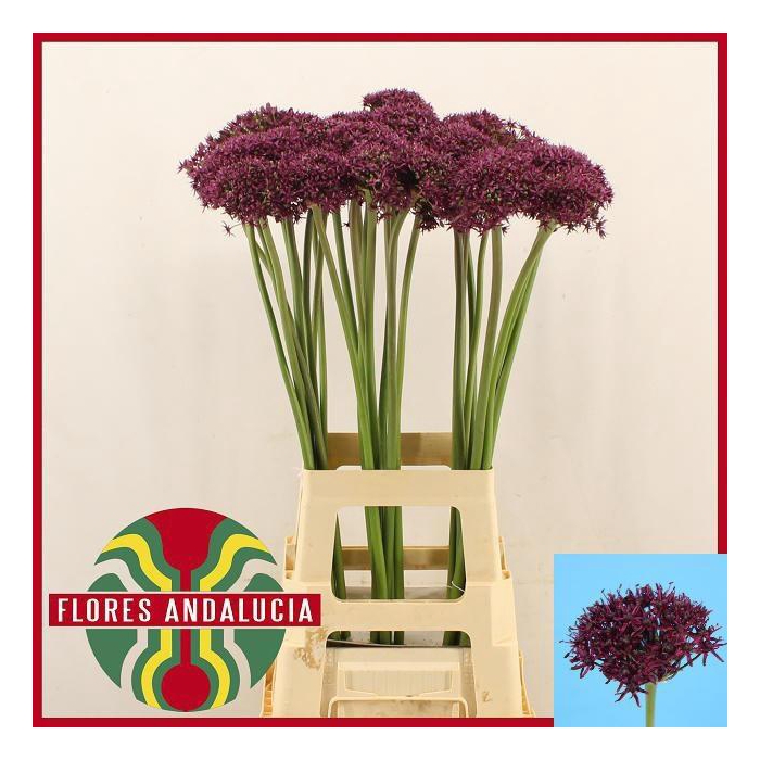 <h4>Allium Miami</h4>