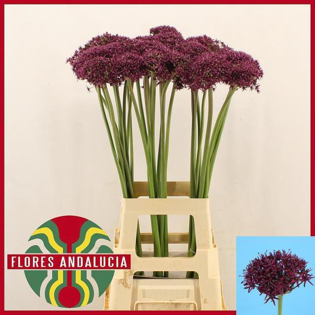 <h4>ALLIUM  MIAMI</h4>