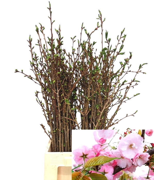 <h4>PRUNUS OV BOS</h4>