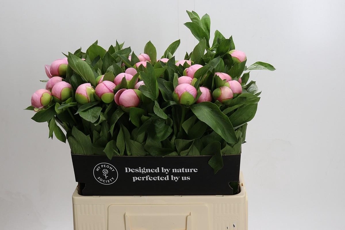 <h4>Paeonia Soft Salmon Saucer</h4>