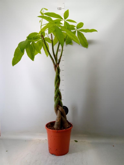 <h4>Pachira aquatica</h4>