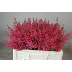 Astilbe Paul Gäarder