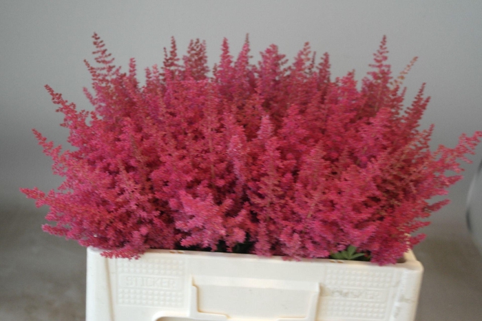 <h4>Astilbe Else Schluck</h4>