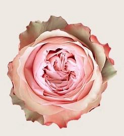 <h4>R GR KAHALA-BB</h4>