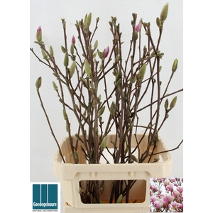 MAGNOLIA GRANDIFLORA