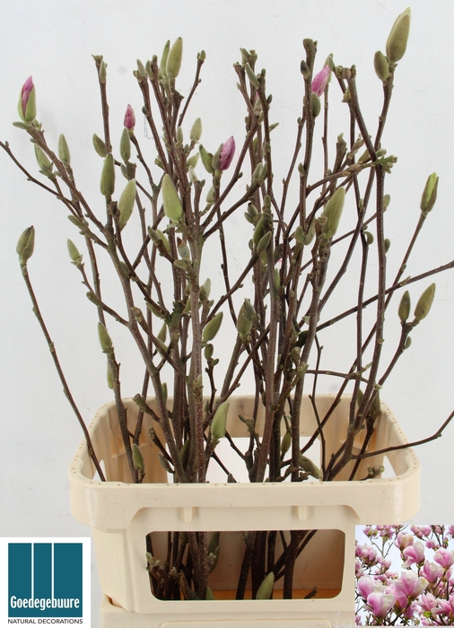 <h4>MAGNOLIA GRANDIFLORA</h4>