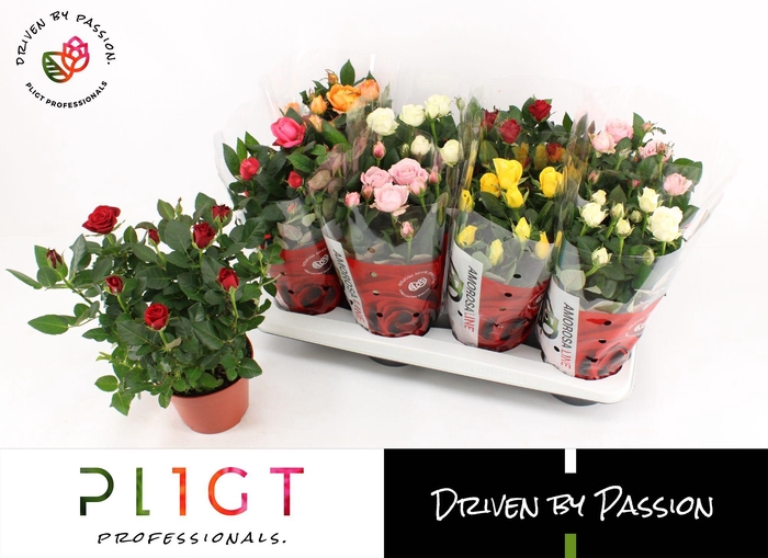 <h4>Potroos Mix P14 Amorosa</h4>