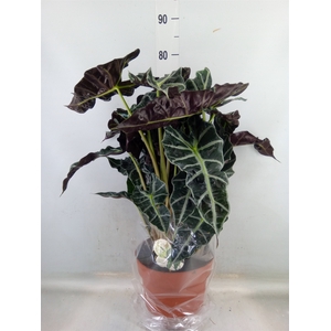 Alocasia amazonica