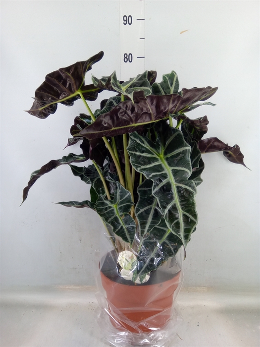 <h4>Alocasia amazonica</h4>