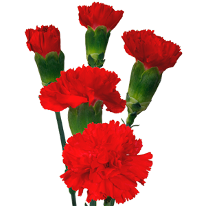 <h4>DIAN.TR. Aragon</h4>