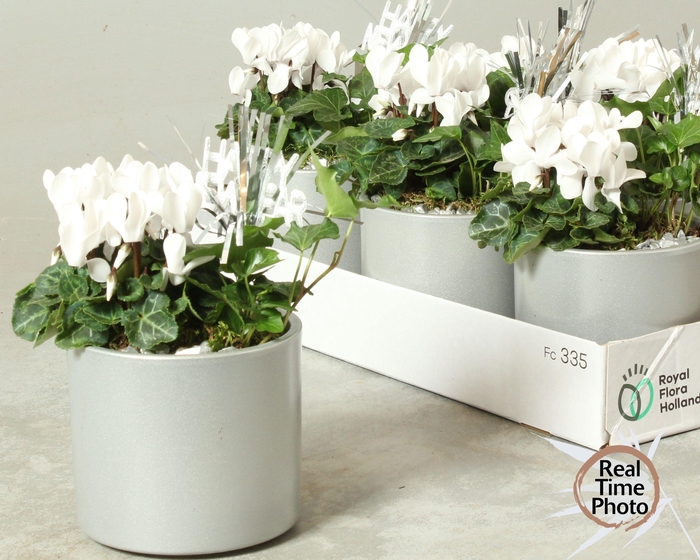 <h4>ARR KAMERPL</h4>