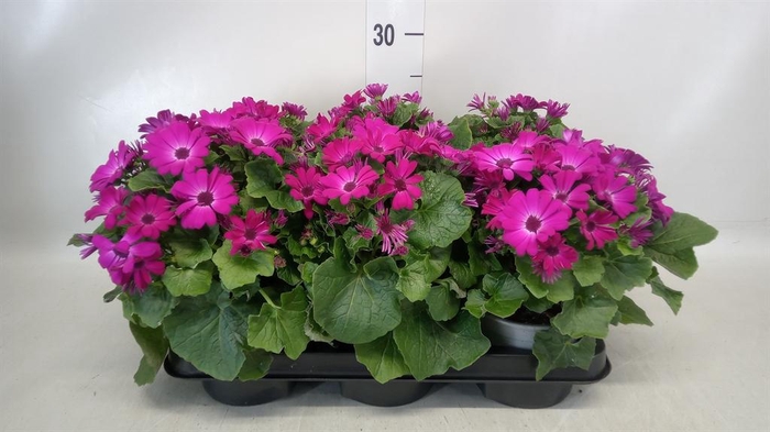 <h4>Senecio   ...</h4>