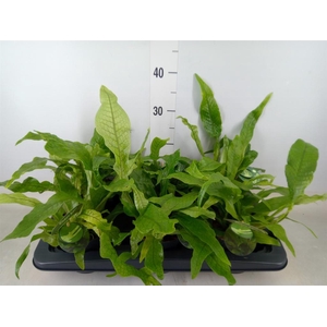 Microsorum musifolium 'Crocodyllus'