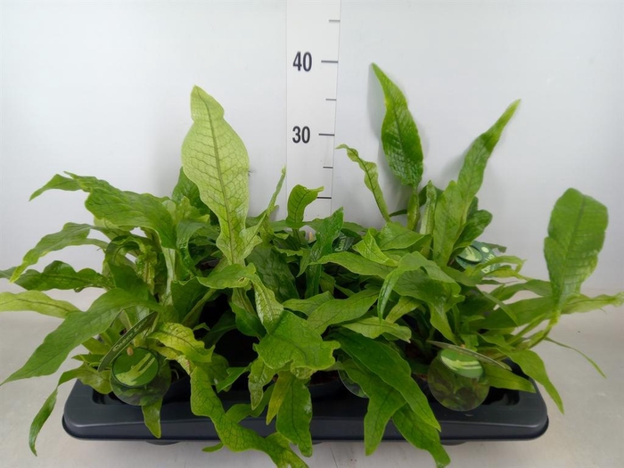 <h4>Microsorum musifolium 'Crocodyllus'</h4>