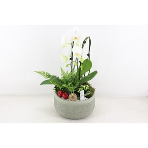 arr2 PL - Ker. barok groen Phal cascade