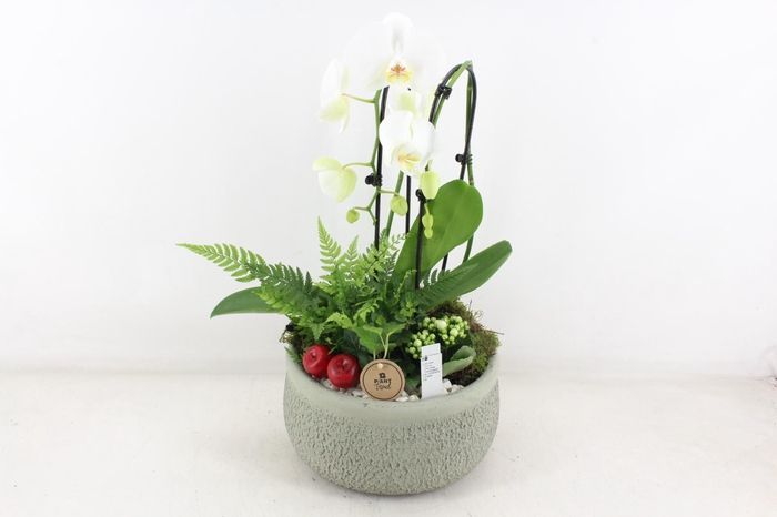 <h4>arr2 PL - Ker. barok groen Phal cascade</h4>