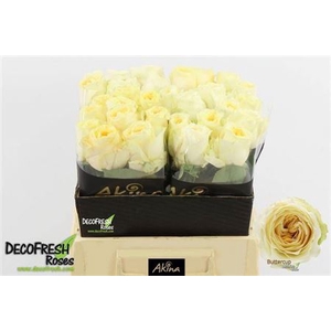 Rosa grootbloemig Buttercup