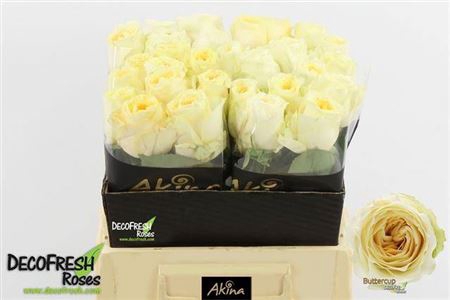 <h4>Rosa grootbloemig Buttercup</h4>
