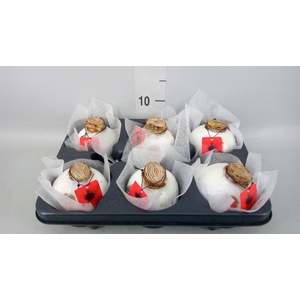 Hippeastrum   ...waxed