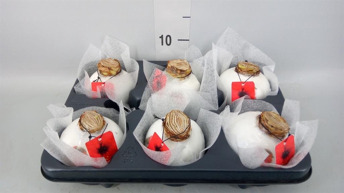 <h4>Hippeastrum   ...waxed</h4>