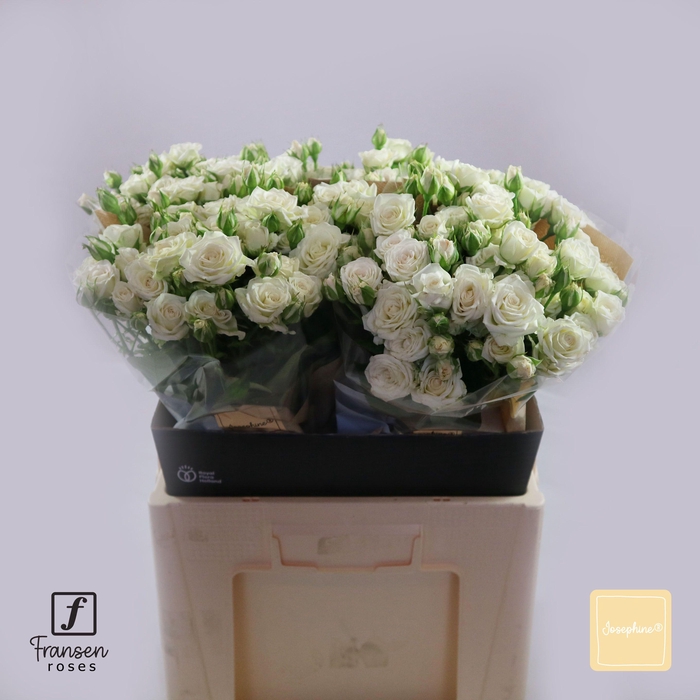 <h4>R TR Josephine 60cm</h4>