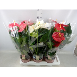 Anthurium   ...mix 4