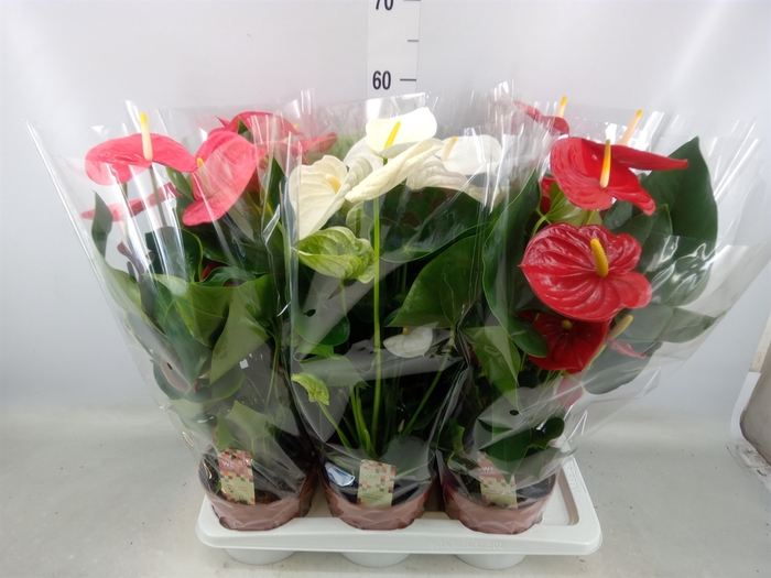 <h4>Anthurium   ...mix 4</h4>