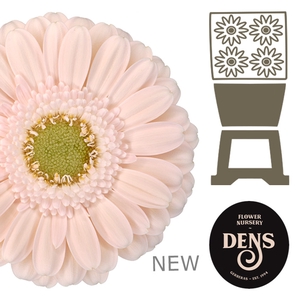 Germini Alix-Noor Diamond