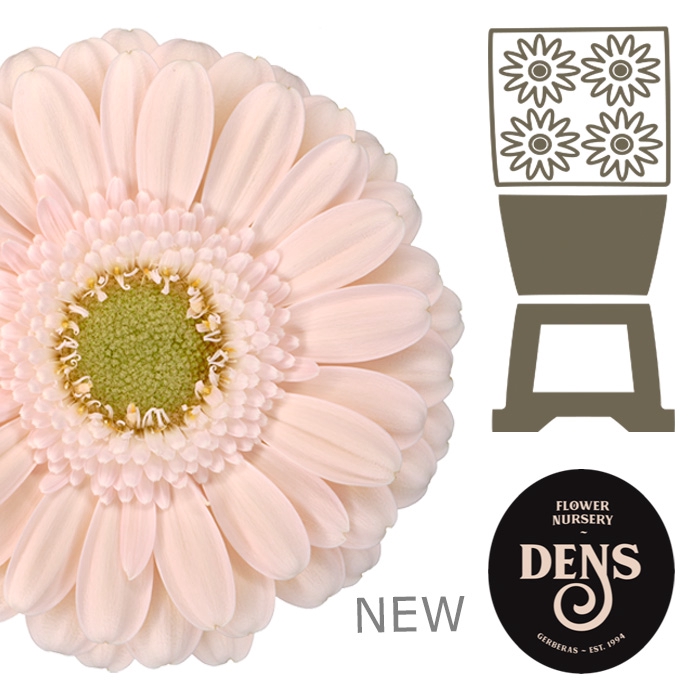 <h4>Germini Alix-Noor Diamond</h4>