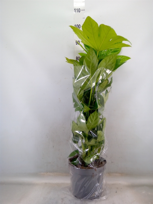 <h4>Fatsia japonica   ...</h4>