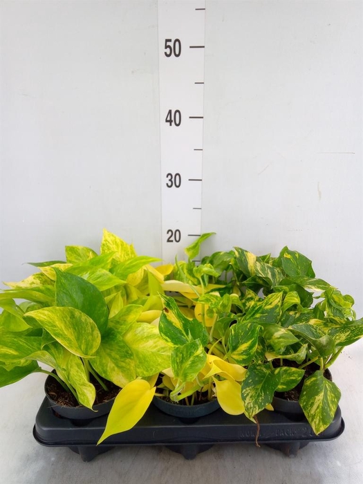 <h4>Epipremnum pinn.   ...mix</h4>