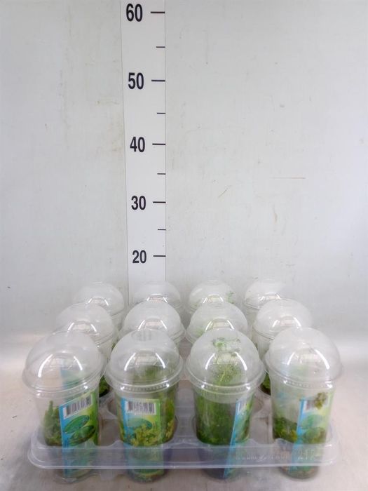 <h4>Waterplanten   ...mix</h4>