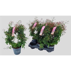 Jasm Polyanthum Rz 300+