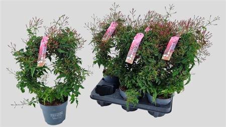 Jasm Polyanthum Rz 300+++